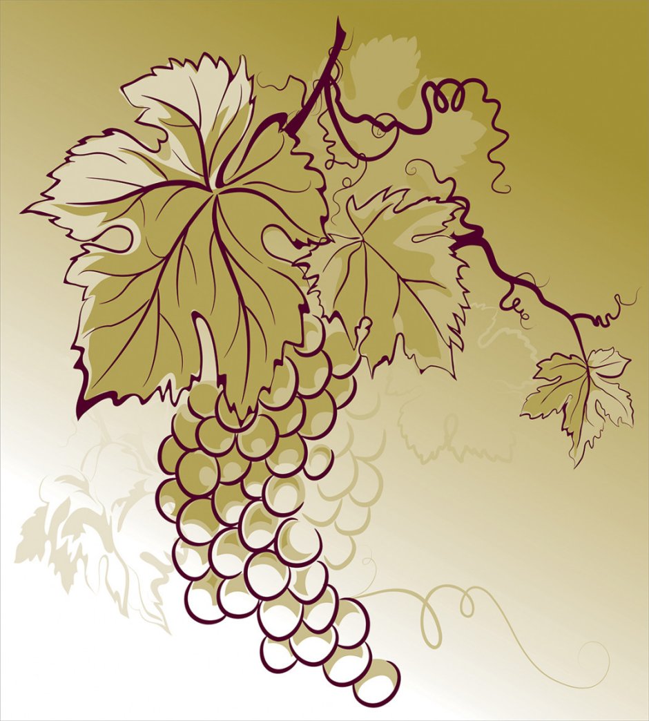 Виноградный лист рисунок