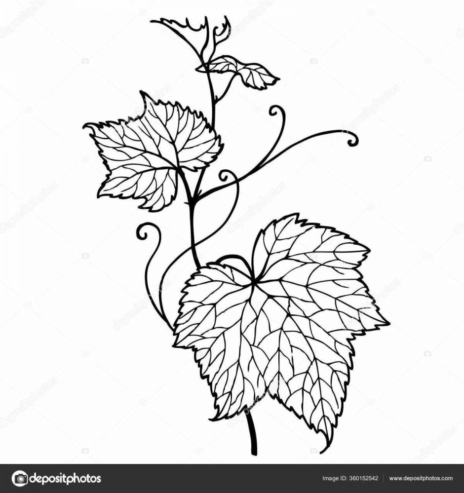 Виноградный лист раскраска