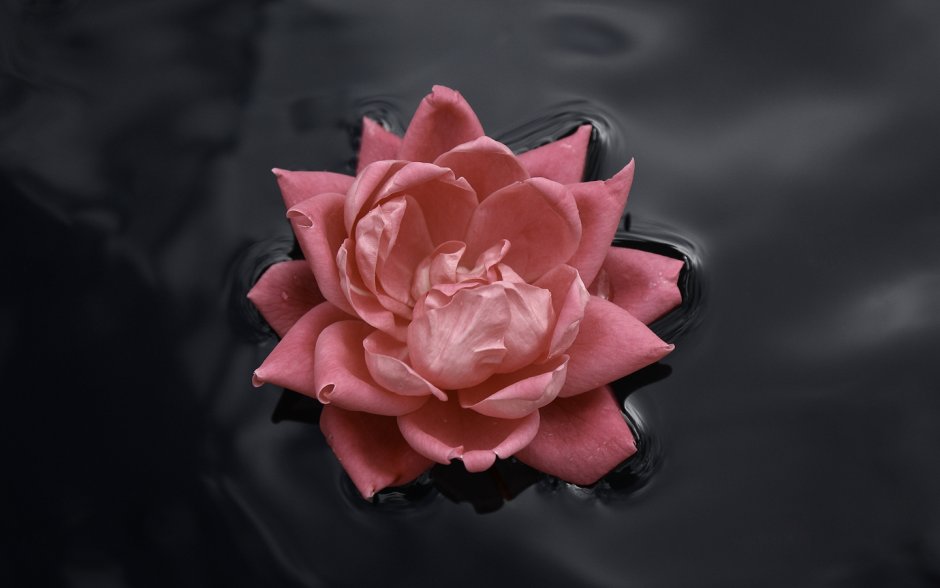 Розовые цветы на черном фоне