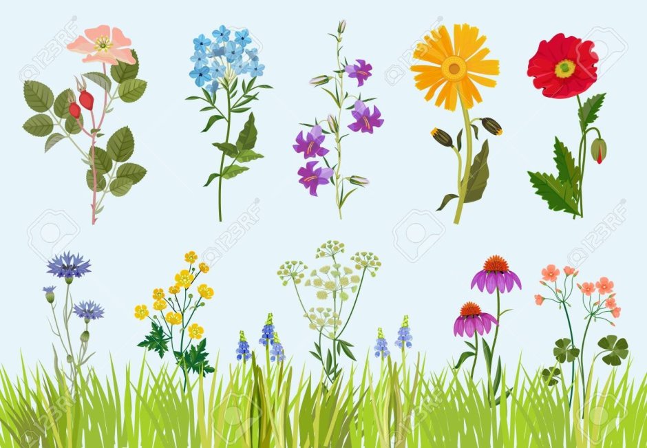 Цветы полевые и луговые рисование красками