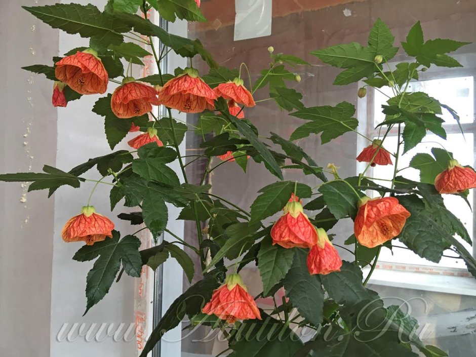 Цветок абутилон оранжевый