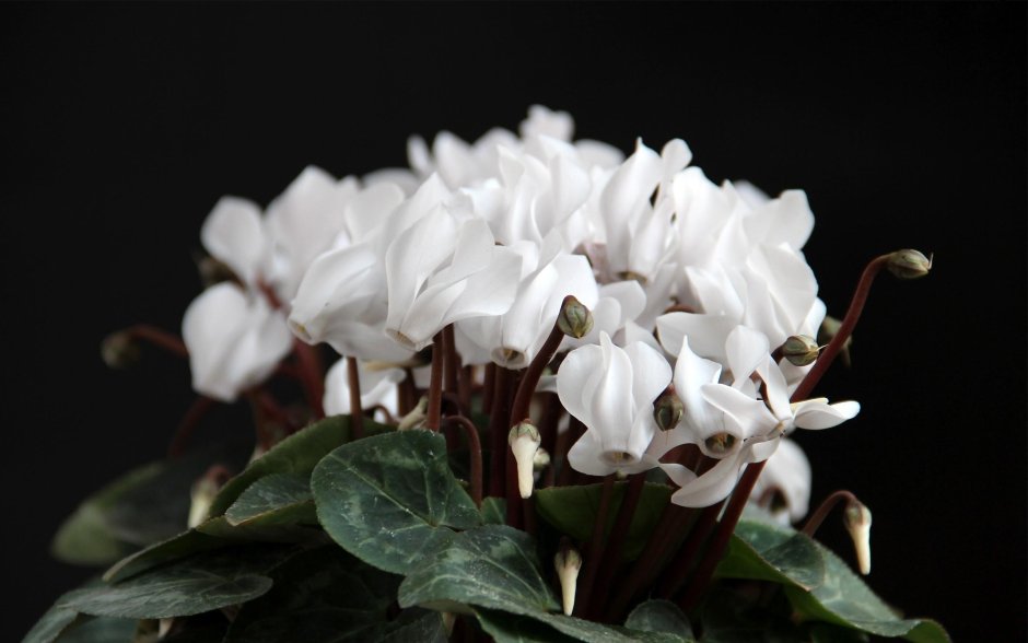 Цикламен цветок белый