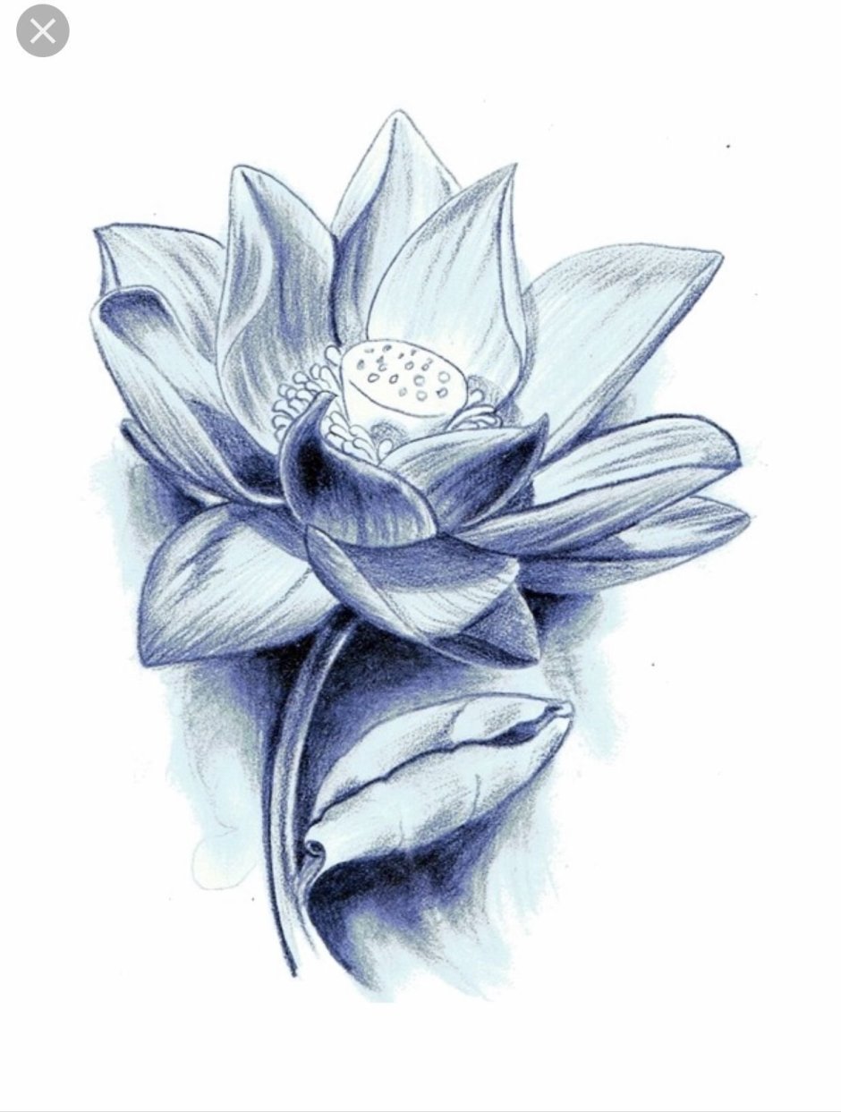 Лотос цветок рисунок