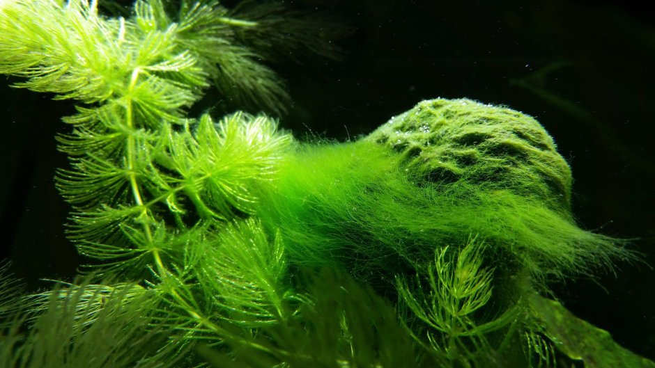 Спирогира водоросли в аквариуме