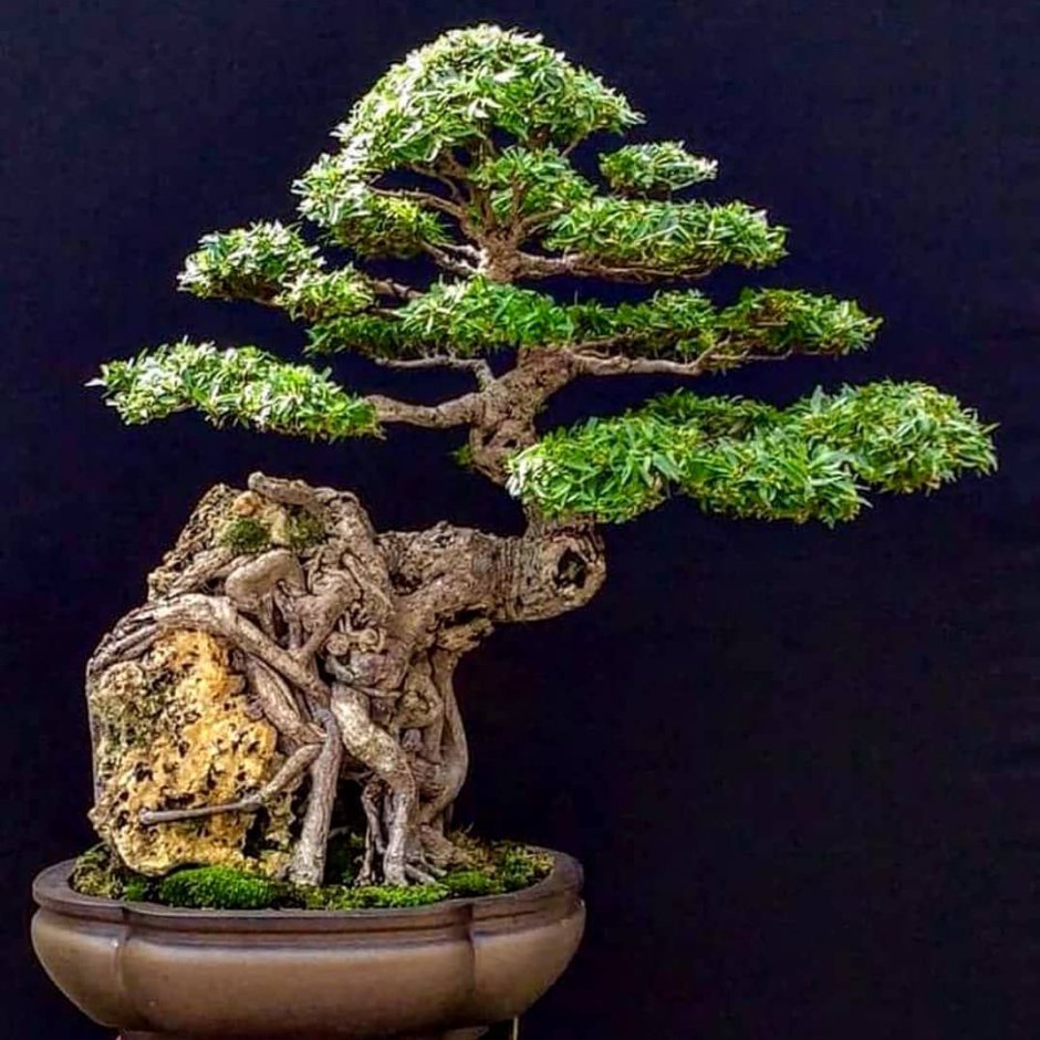 Bonsai ornamental Tree кепка