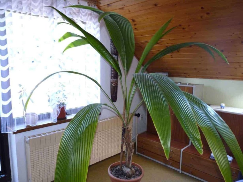 Кокосовая Пальма дома