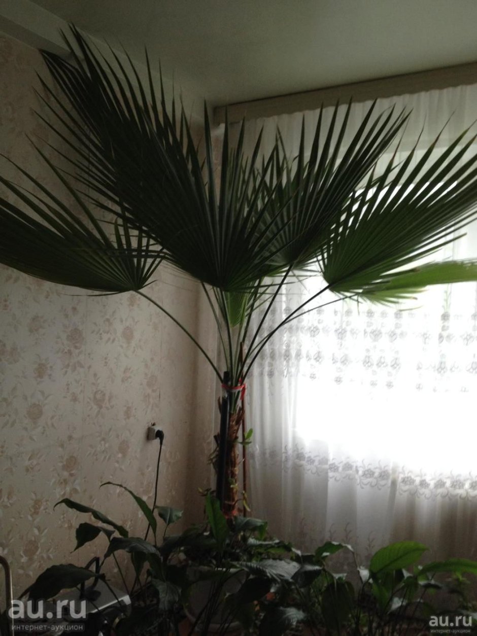 Красивые домашние пальмы
