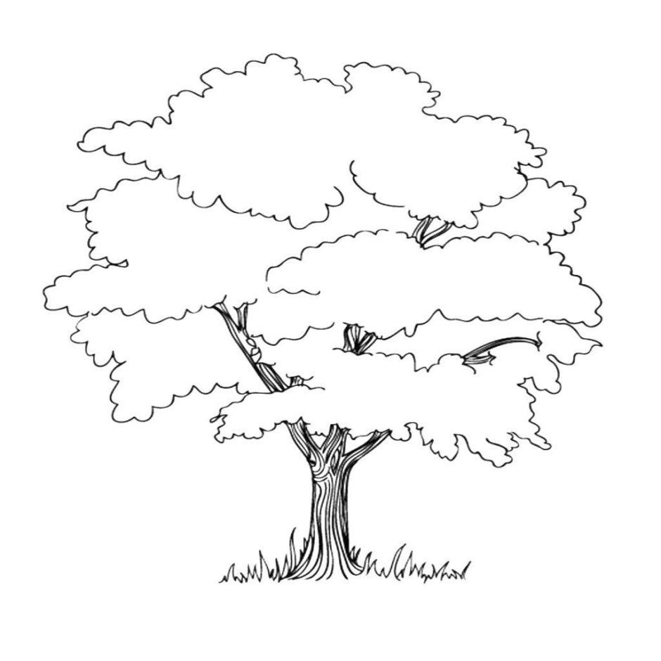 Дуб дерево рисунок черно белый