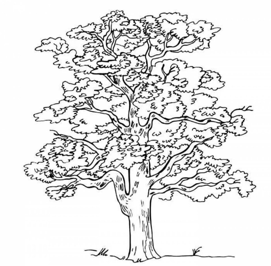 Дерево дуб раскраска для детей