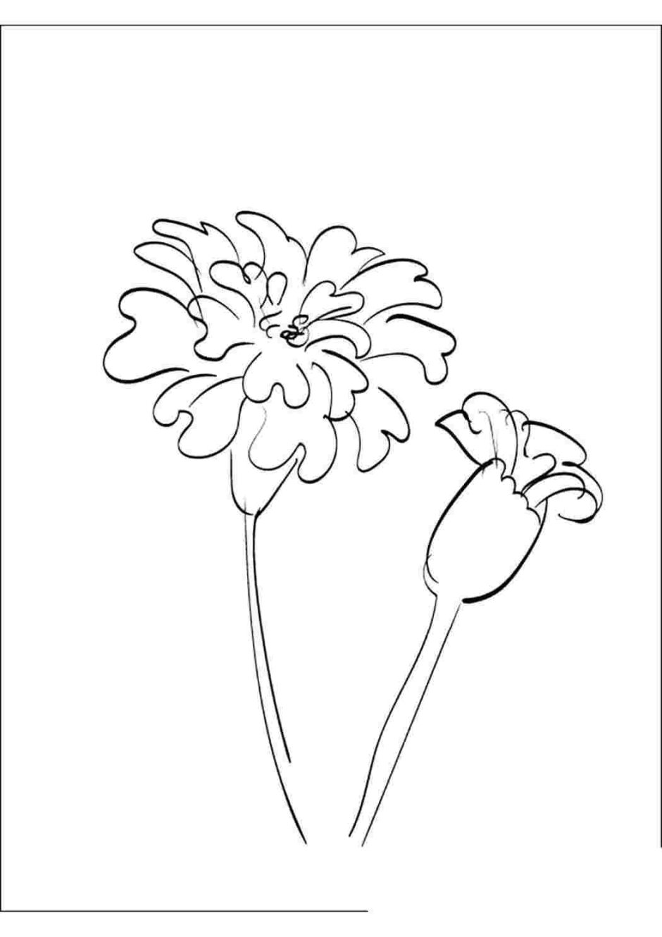 Раскраска бархатцы цветок