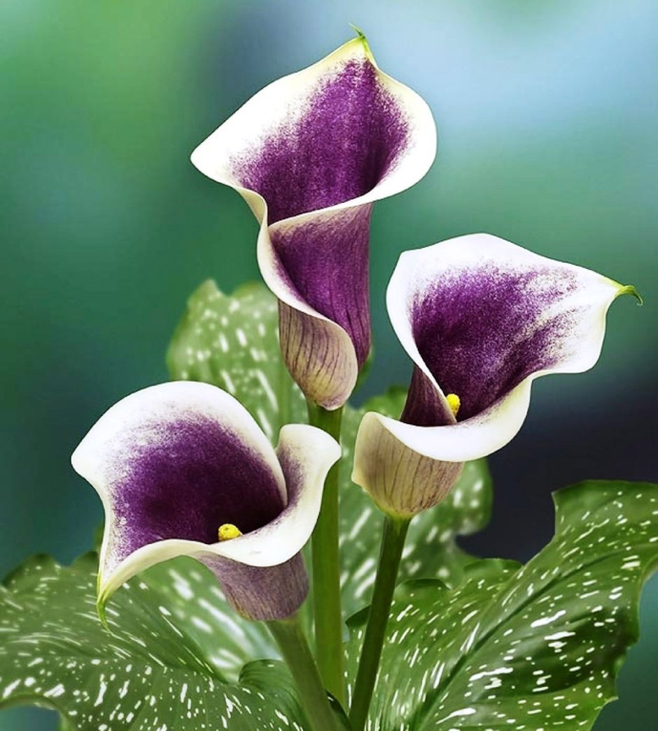 Калла Вайолет (Zantedeschia)фиолетовая