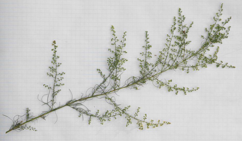Artemisia Scoparia