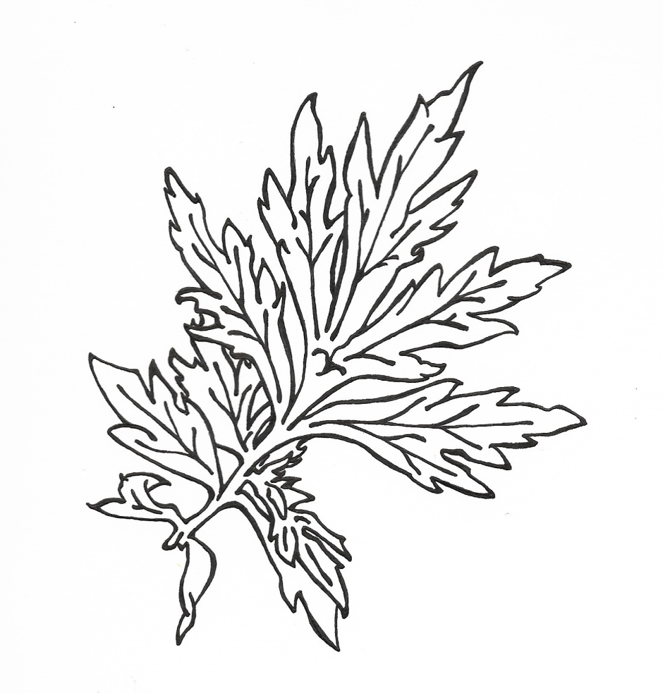 Полыни Artemisia argyi