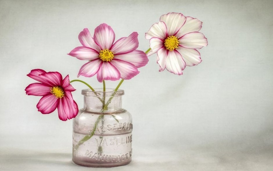 Цветы космея в вазе