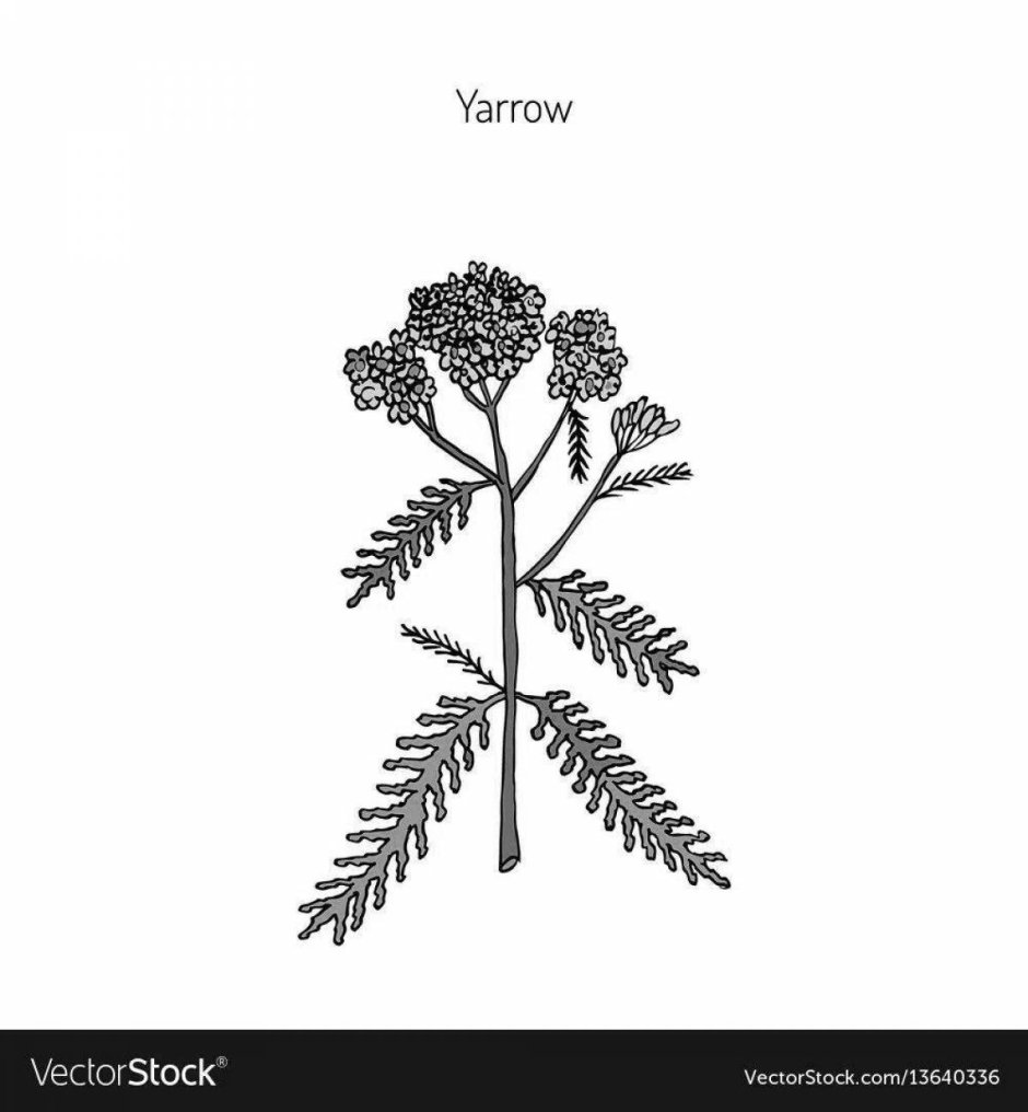 Валериана растение