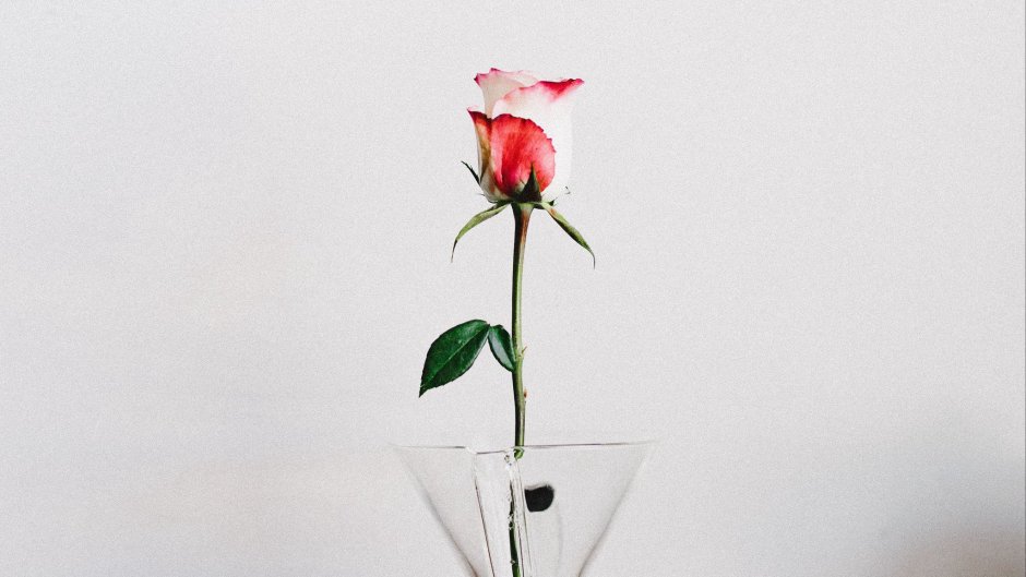 Пикоти ваза роза