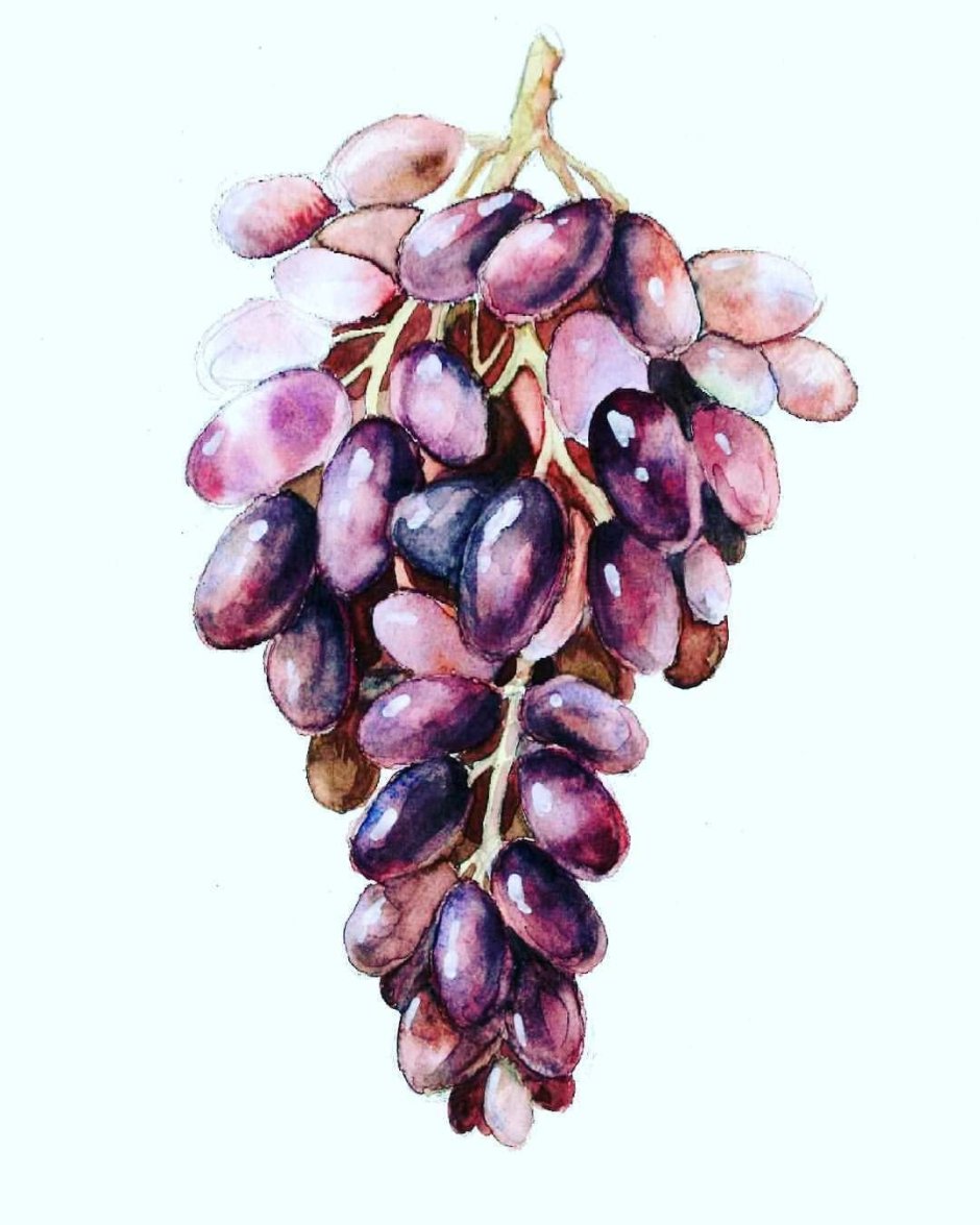 Виноград акварелью