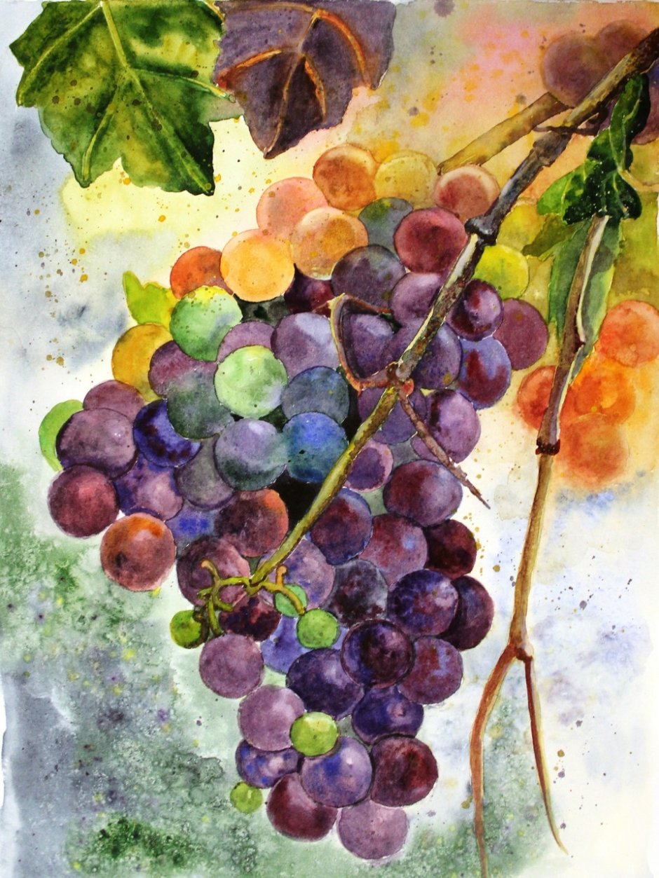 Виноградная гроздь акварелью