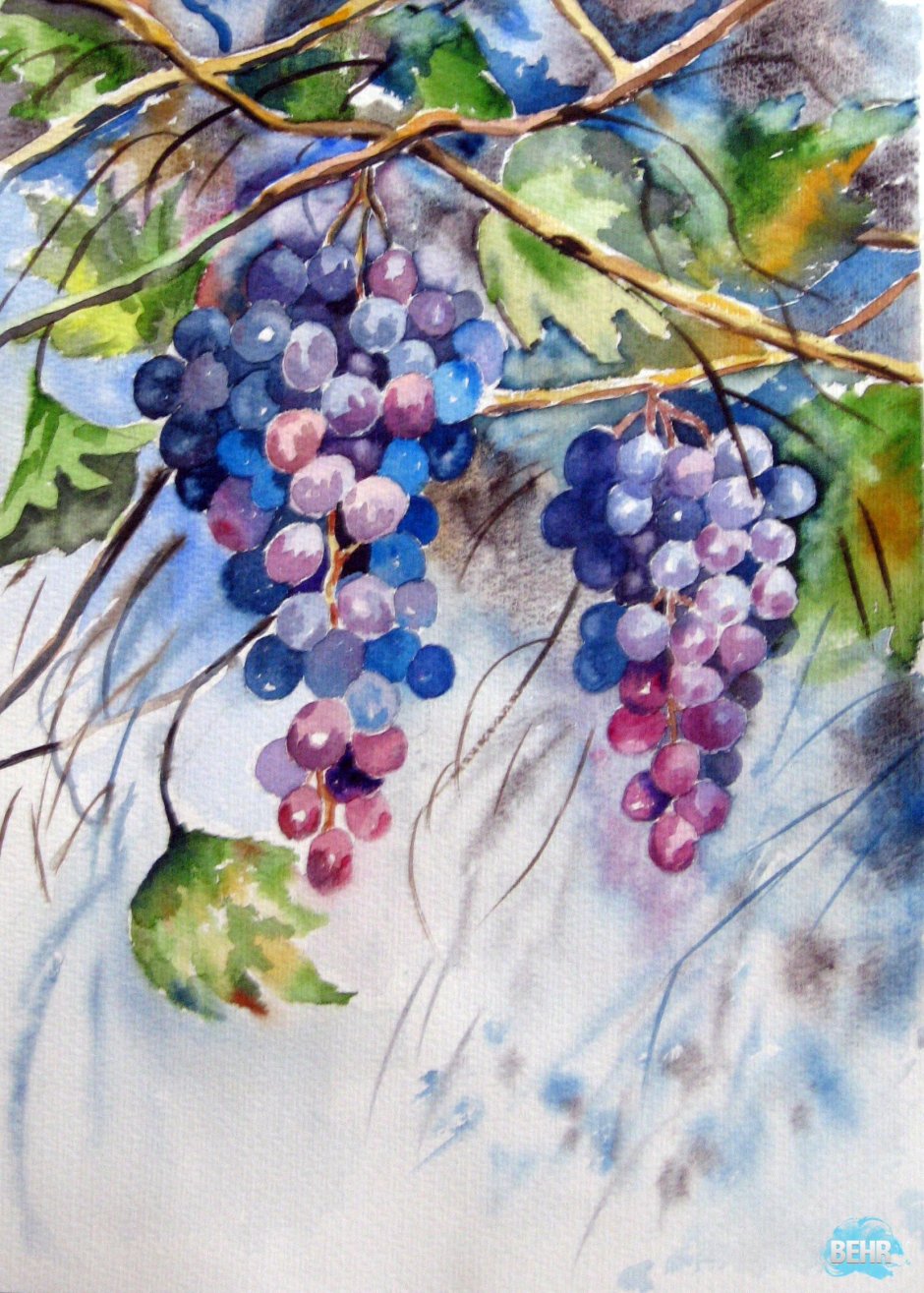 Виноградная гроздь акварель Андрияка