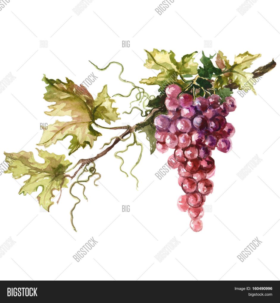 Лист винограда акварелью
