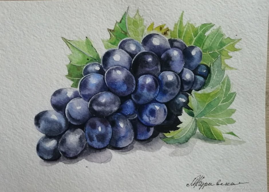 Черный виноград акварель