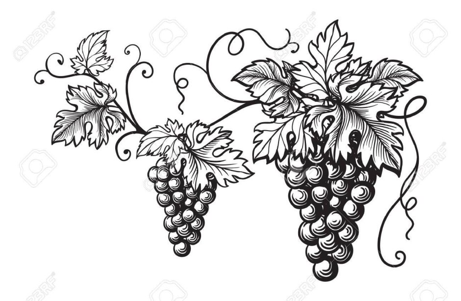 Орнамент виноградной лозы с гроздьями винограда