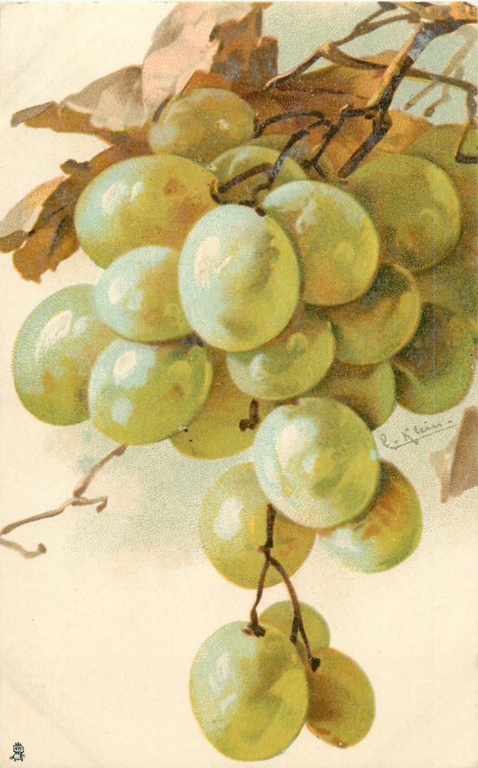 Катарина Кляйн акварель виноград живопись