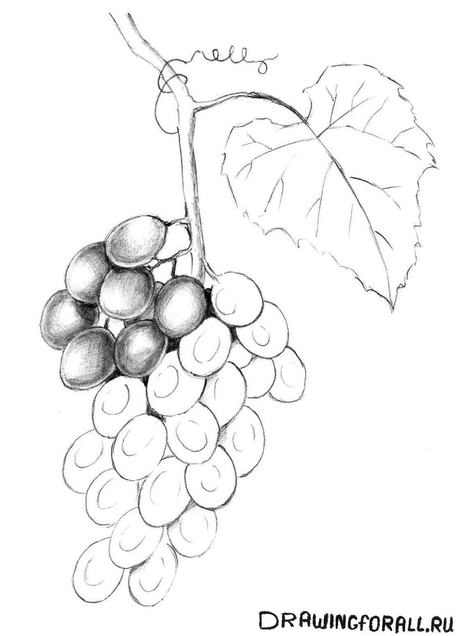 Виноград рисунок карандашом