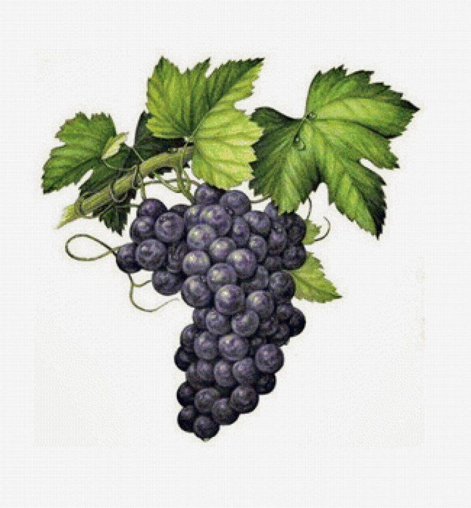 Виноградная гроздь Диониса