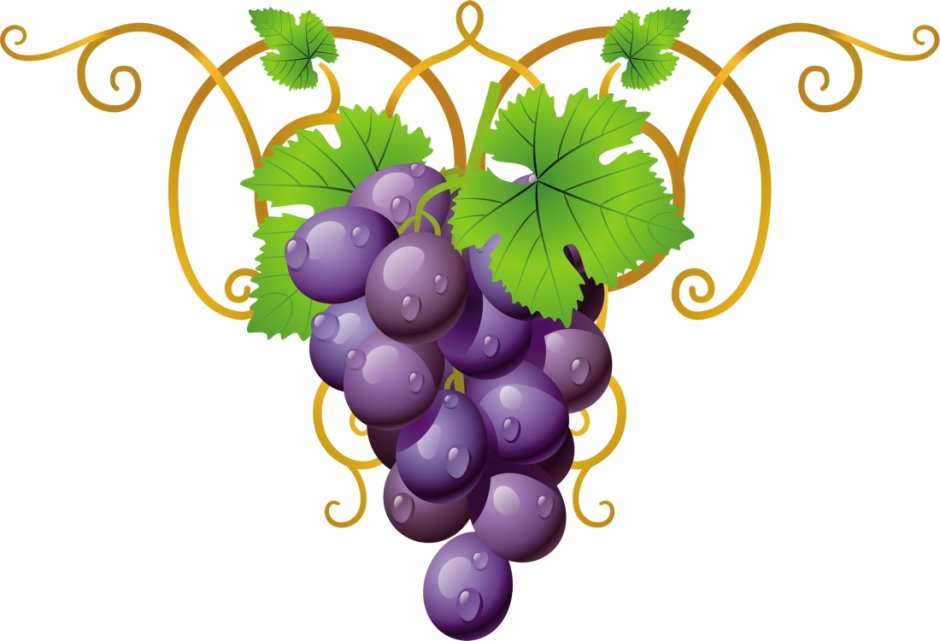 Гроздь винограда вектор