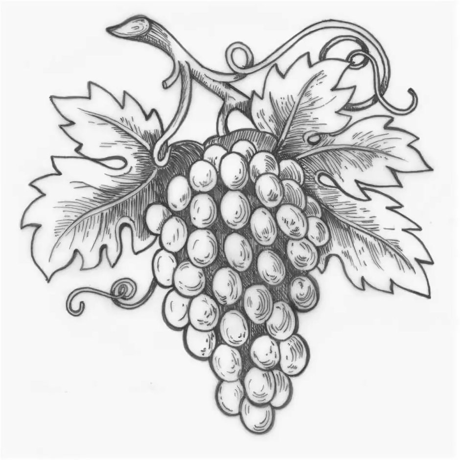 Рисунок виноградной лозы с гроздьями винограда для резьбы