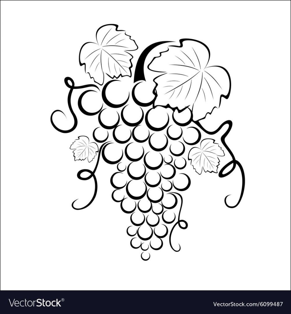 Виноград векторное изображение