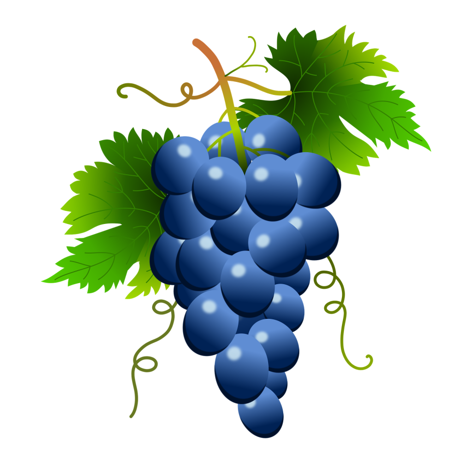 Гроздь винограда рисунок