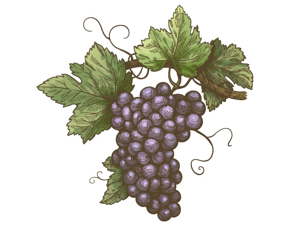 Ветка винограда вектор