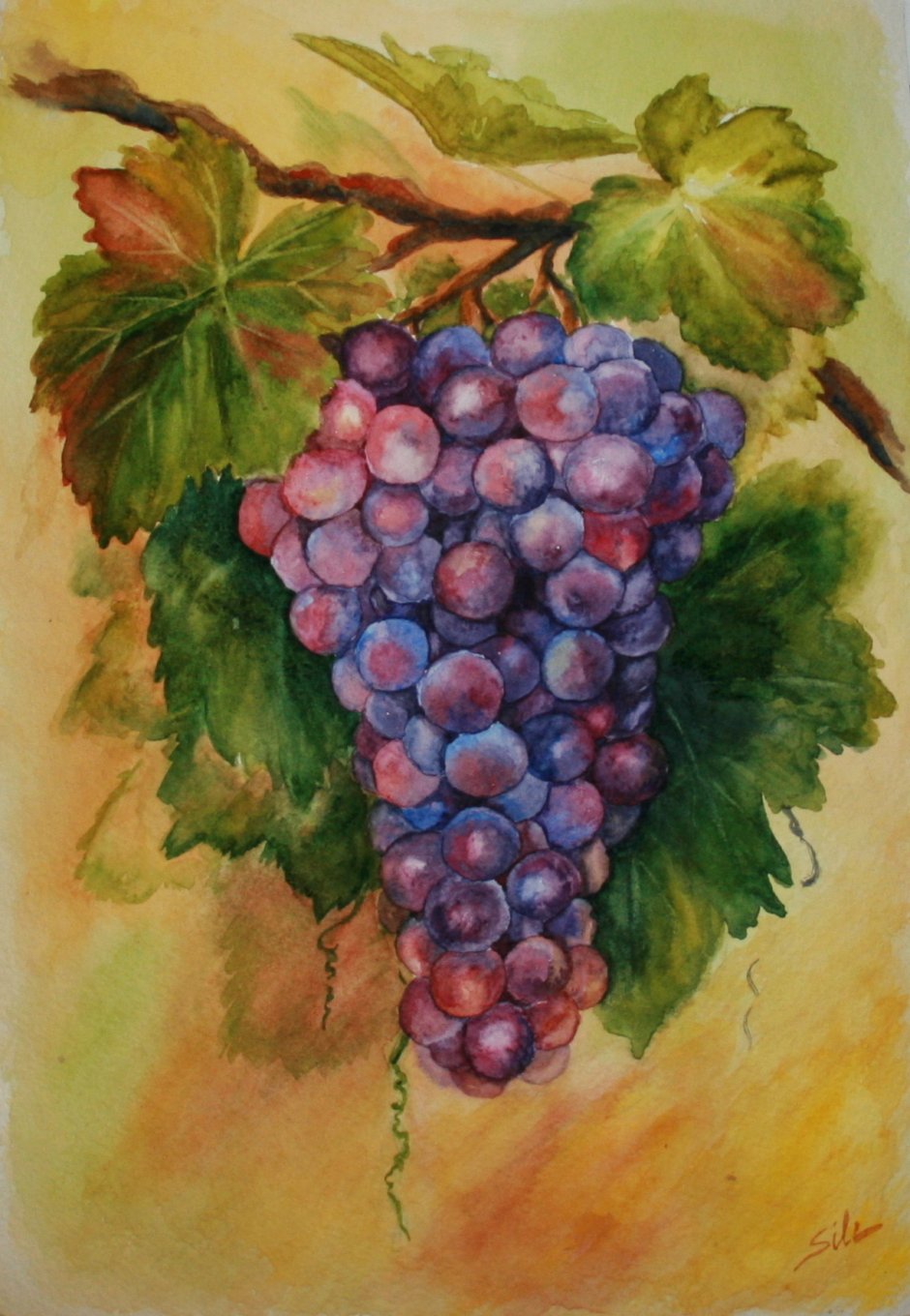 Гроздь винограда акварель
