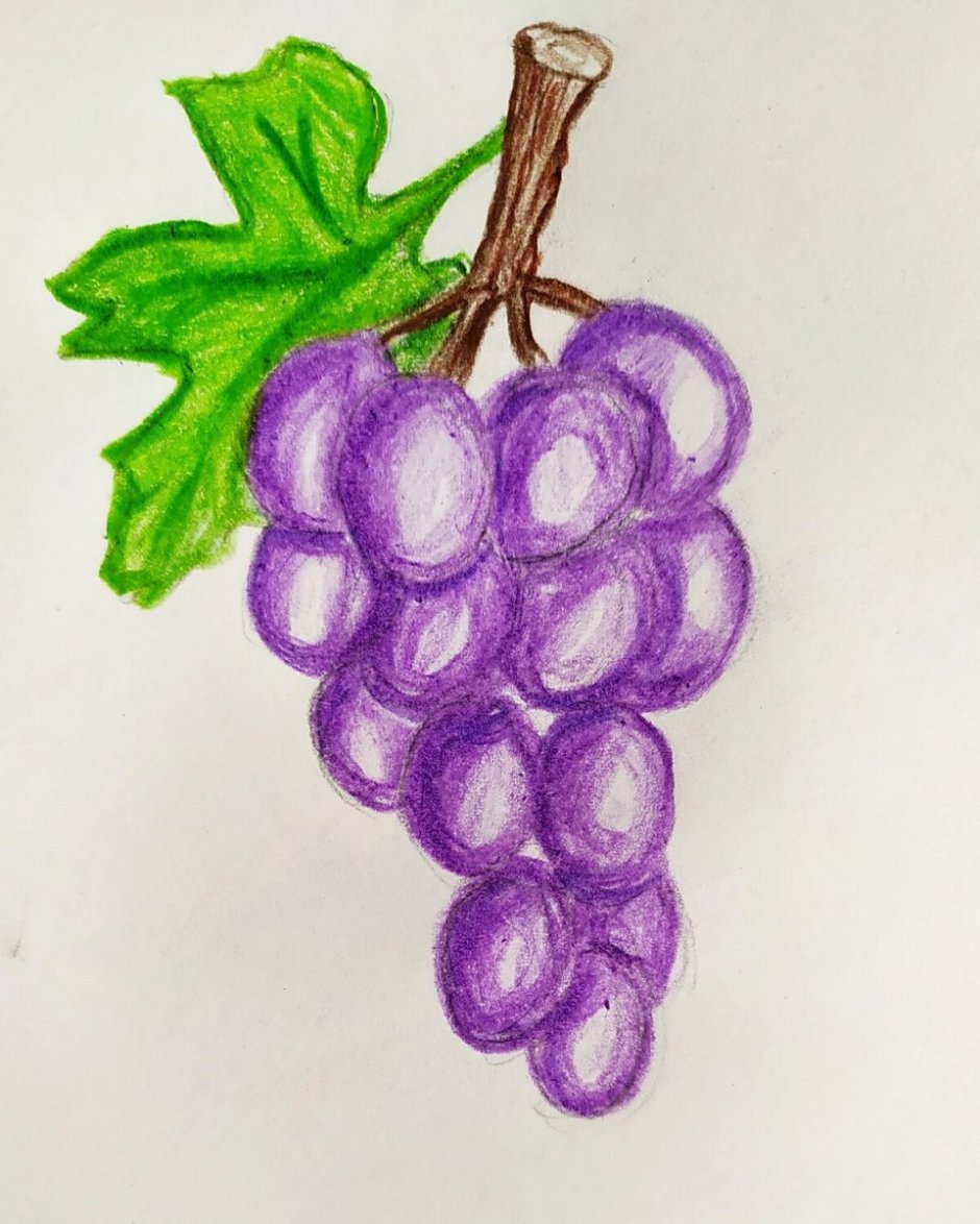 Поэтапное рисование винограда