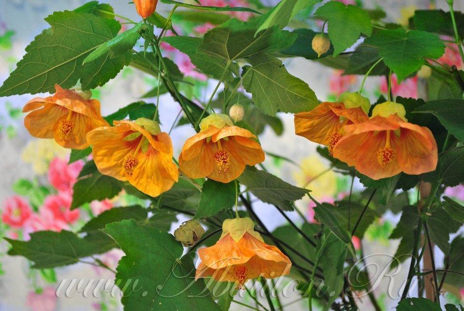 Домашний клён цветок абутилон