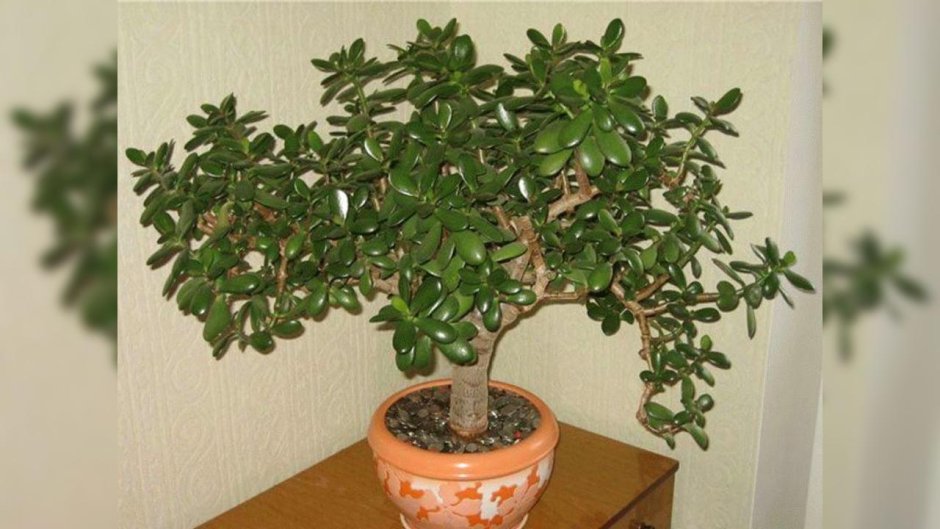 Комнатное растение денежное дерево