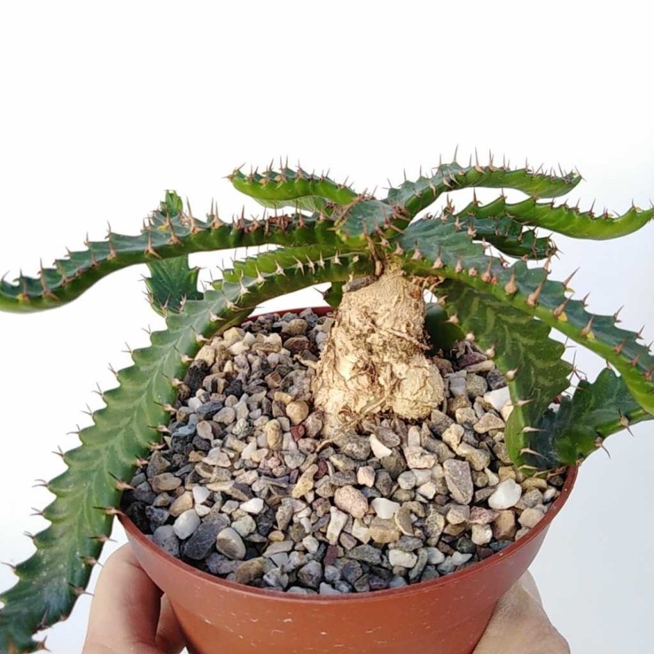 Эуфорбия стеллата Euphorbia stellata