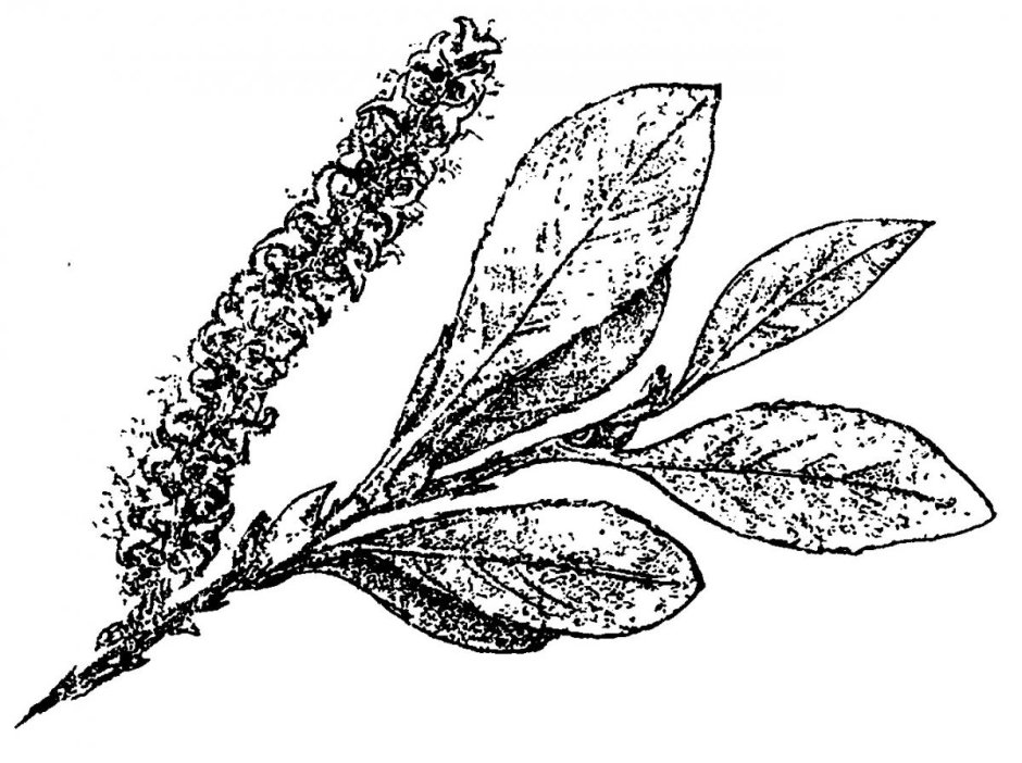 Salix pulchra