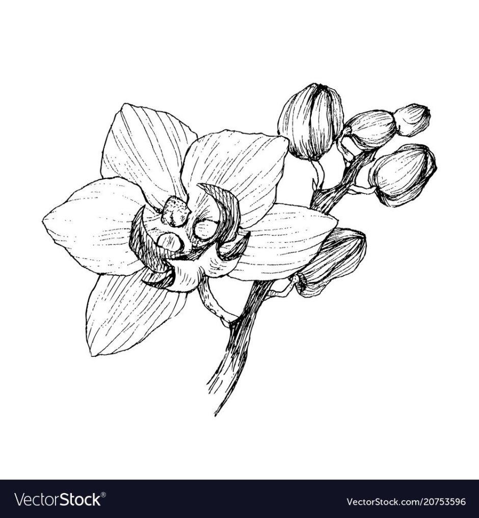 Орхидея эскиз