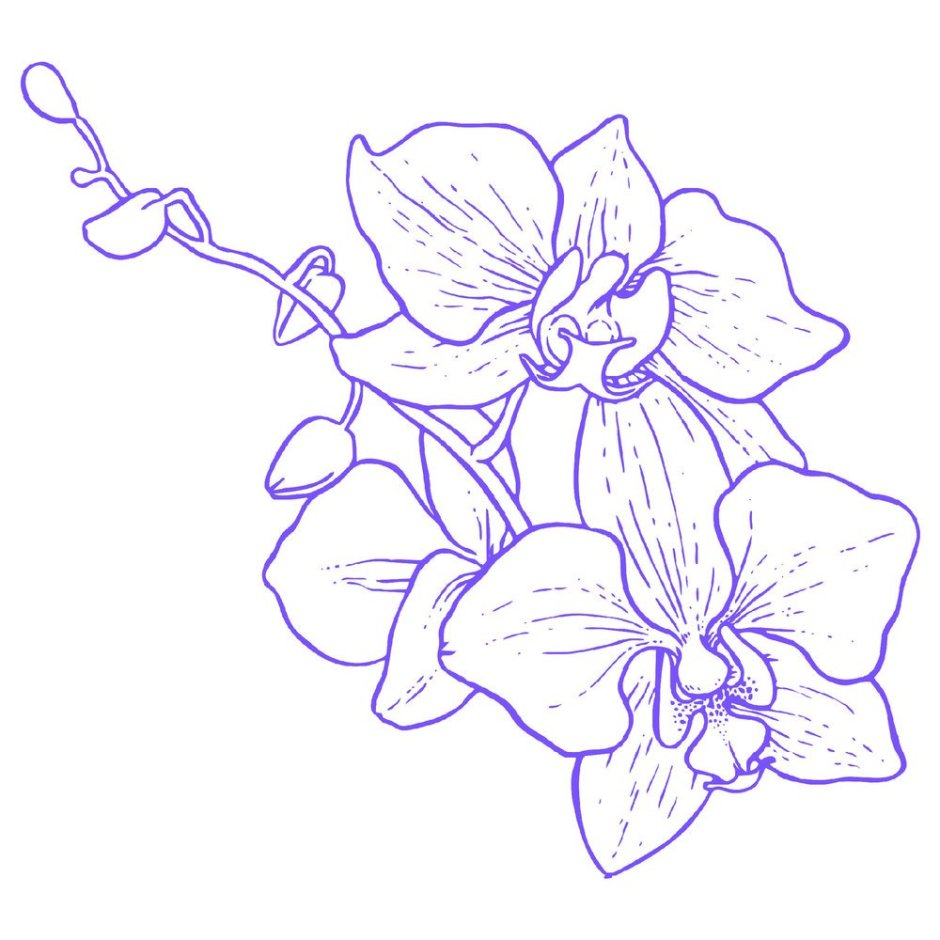 Орхидея Цимбидиум контур