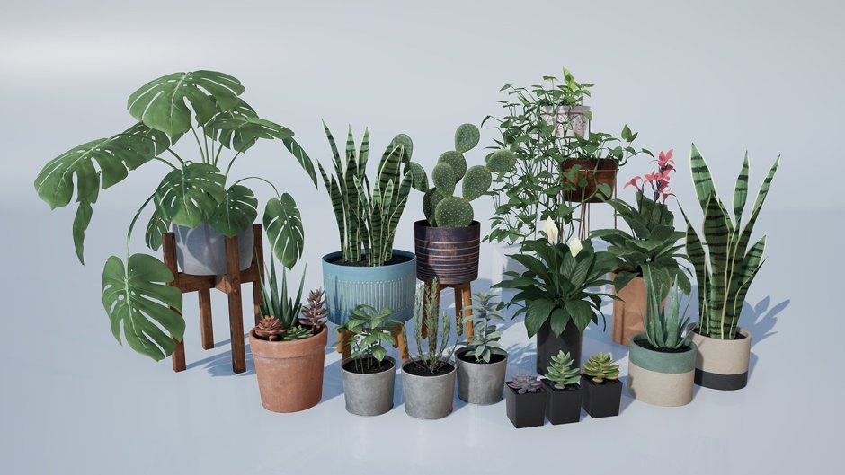Растения домашние комнатные