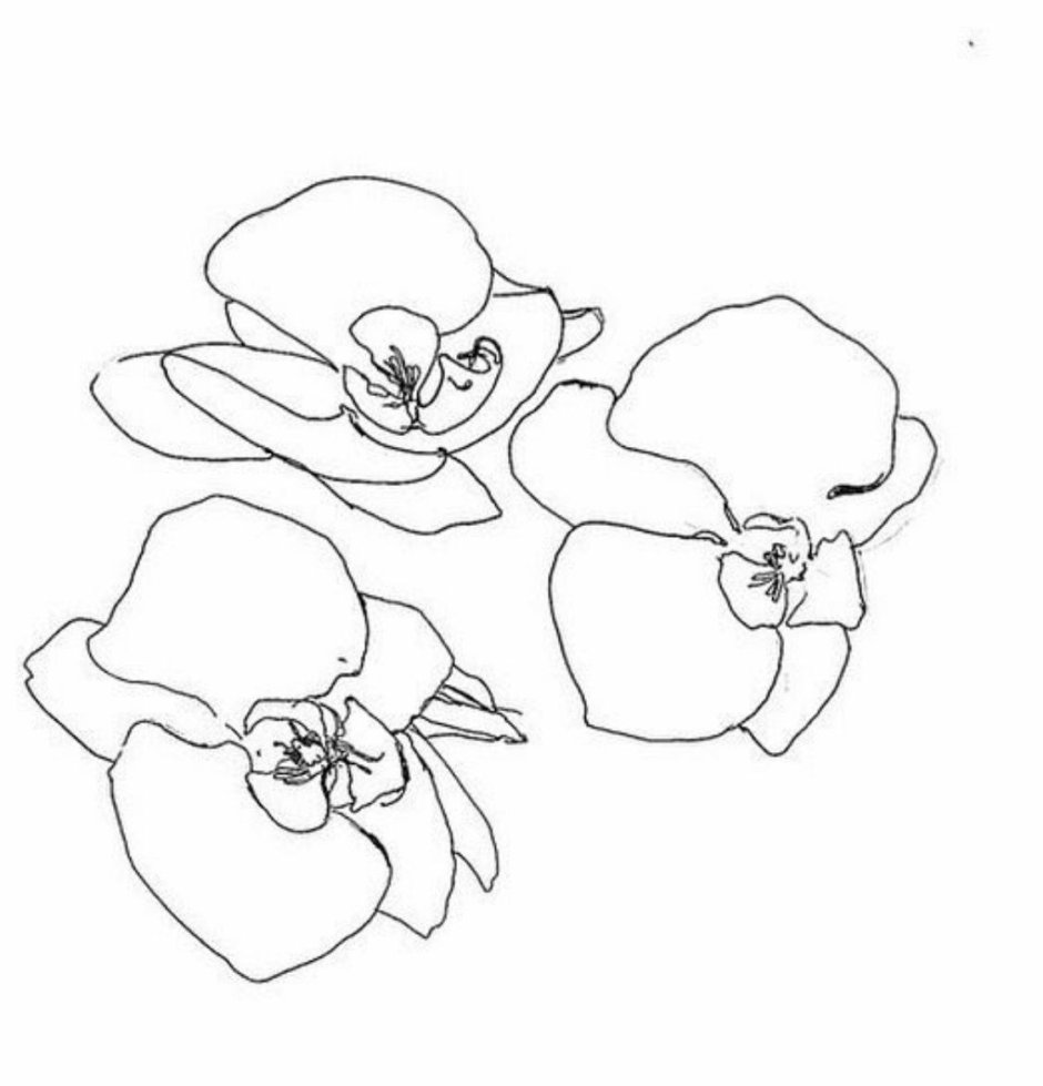 Орхидея рисунок карандашом