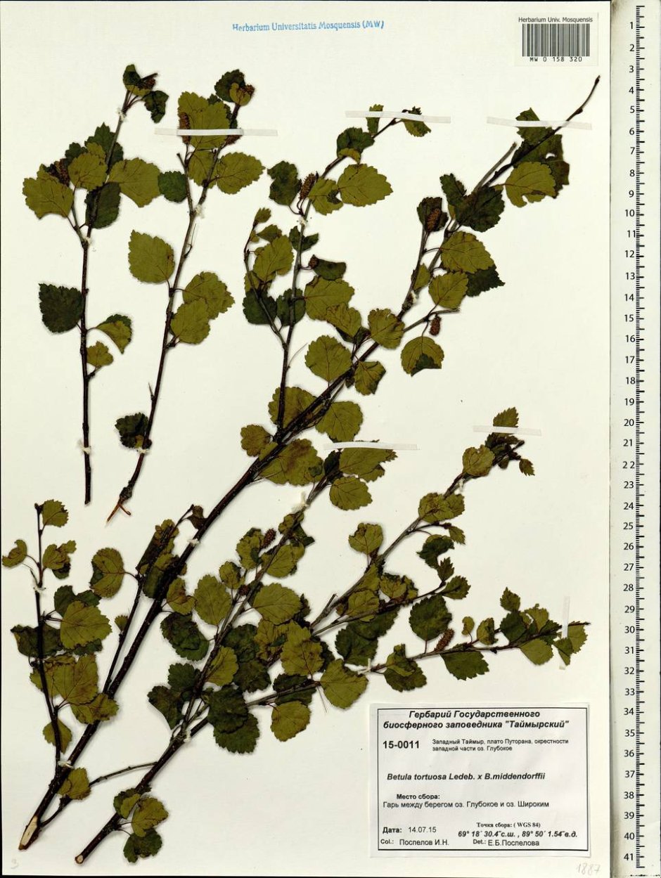 Betula middendorffii (береза Миддендорфа)