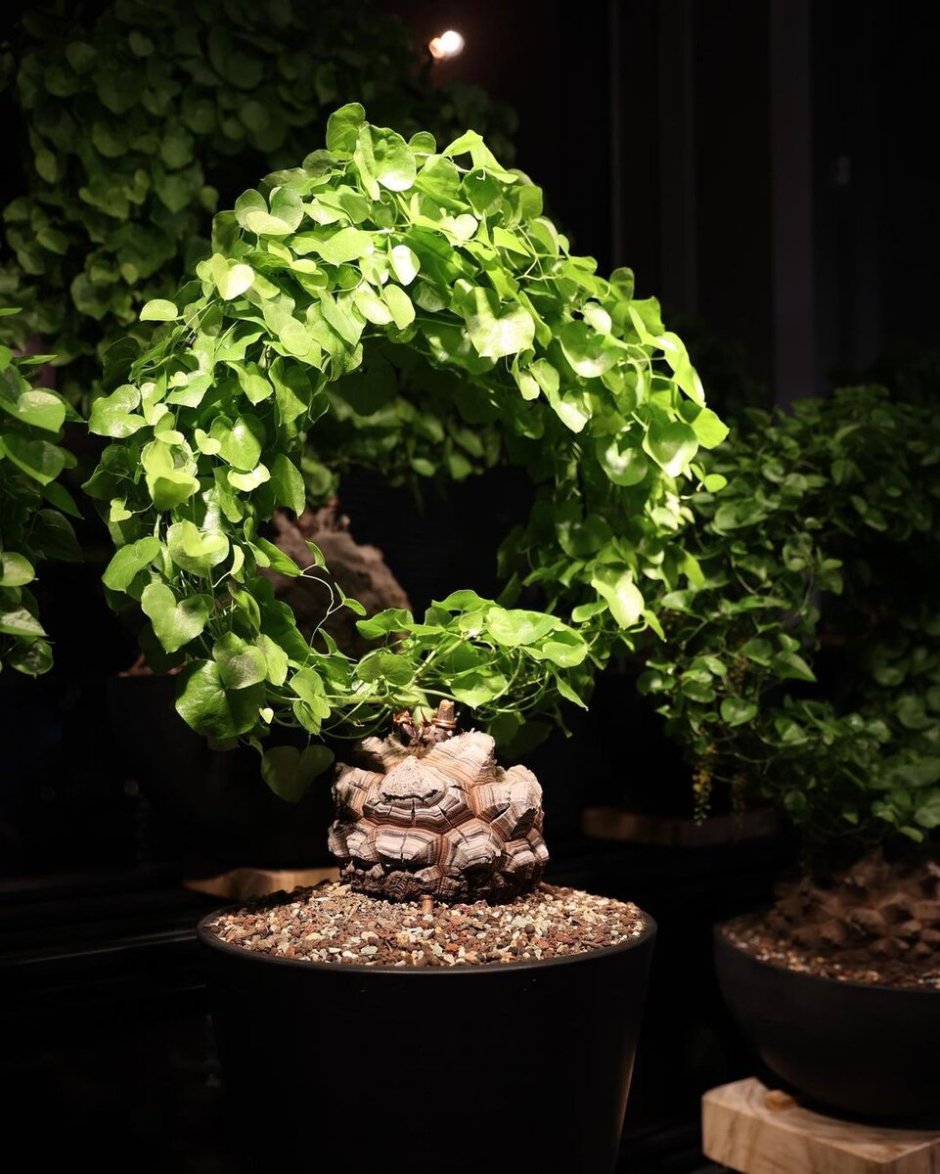 Ficus Bonsai ritusa