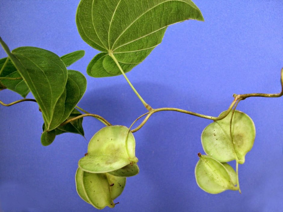 Dioscorea villosa растение