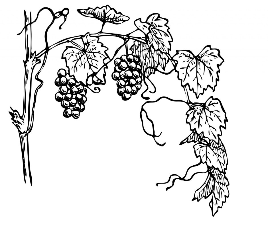 Виноградная лоза DXF