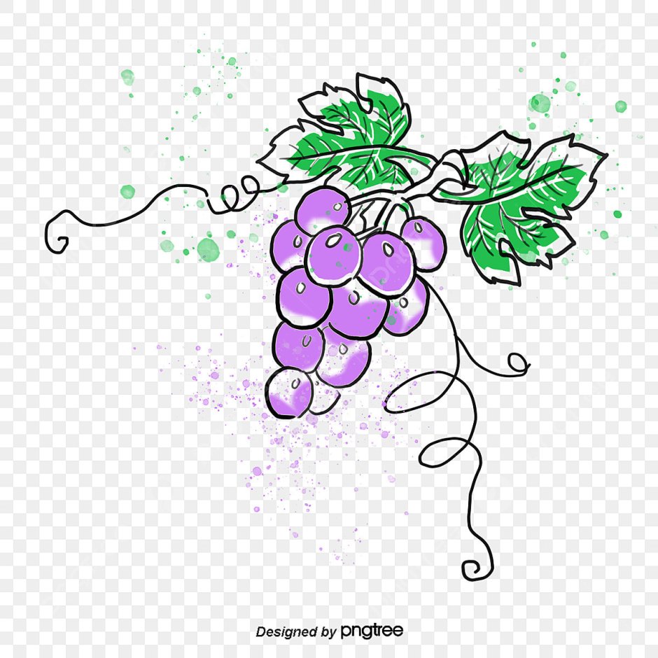 Виноград Векторная иллюстрация