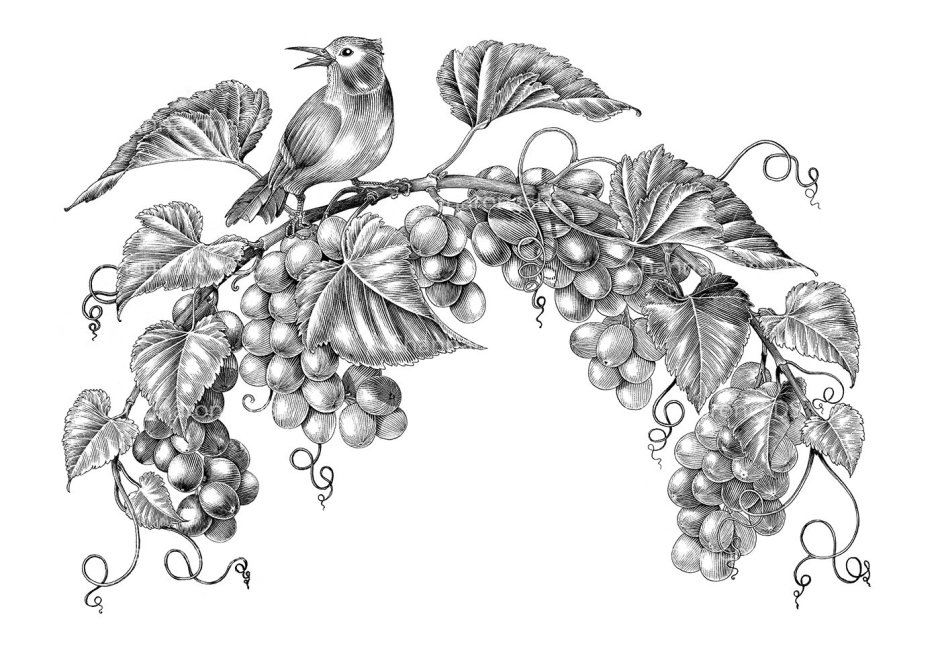 Виноградная лоза гравюра